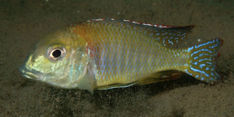 Lethrinops sp. 'macrochir nkhudzi' Nkhudzi
